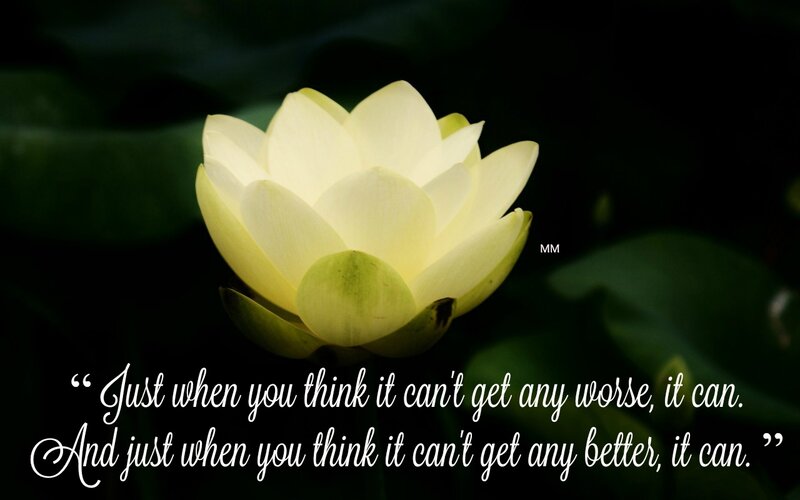 White Lotus Flower — Serene, Photograph, Leaf, Text