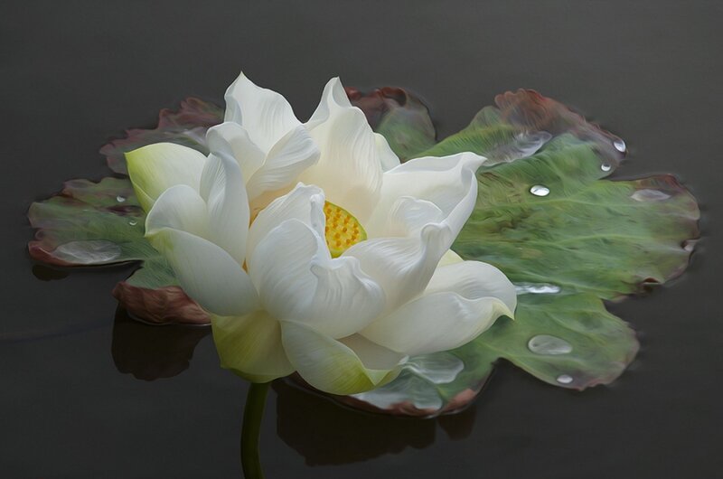 White Lotus Flower — Serene, Photograph, Leaf