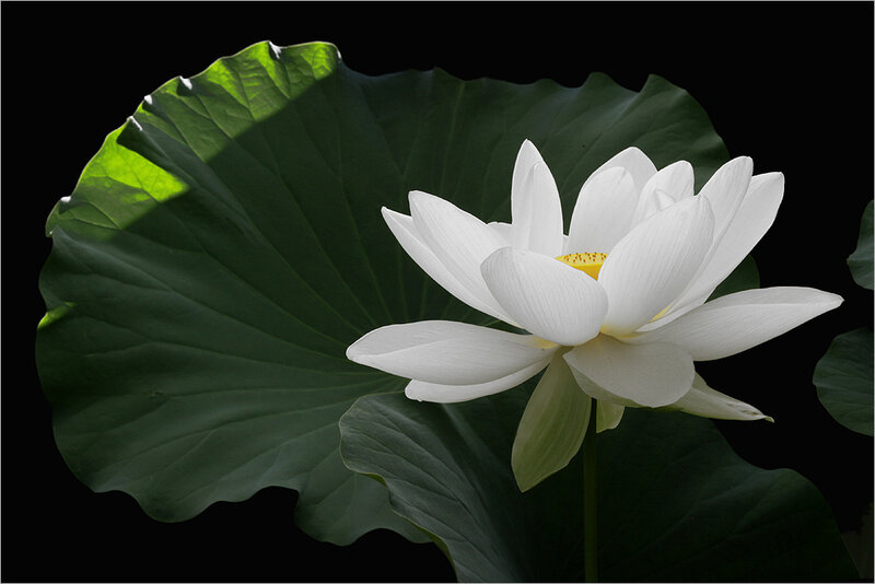 White Lotus Flower — Serene, Photograph, Lotus Leaf