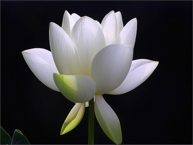 White Lotus Flower — Serene, Photograph, Petals, Stem, Leaf