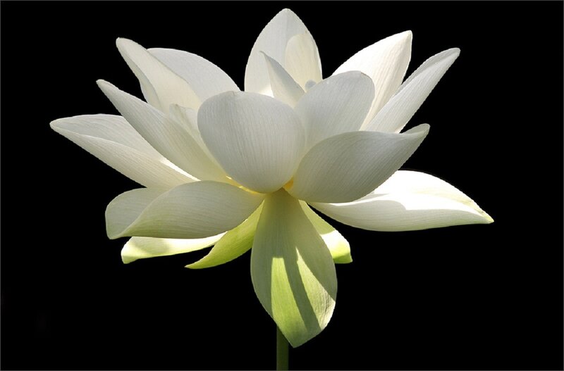 White Lotus Flower — Serene, Photograph, Petals, Stem