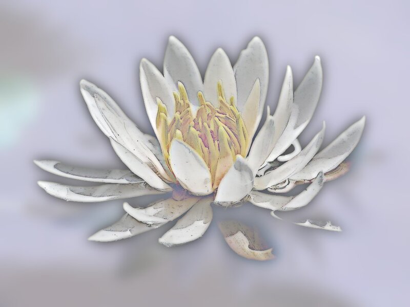 White Lotus Flower — Serene, Photograph, Petals