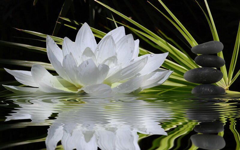 White Lotus Flower — Serene, Photograph, Rocks