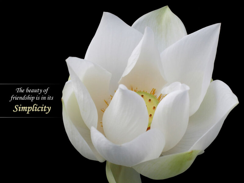 White Lotus Flower — Serene, Photograph, Text