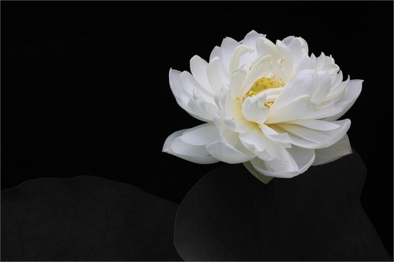 White Lotus Flower — Serene, Photograph