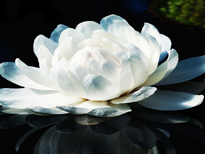 White Lotus Flower — Serene, Photograph, Water