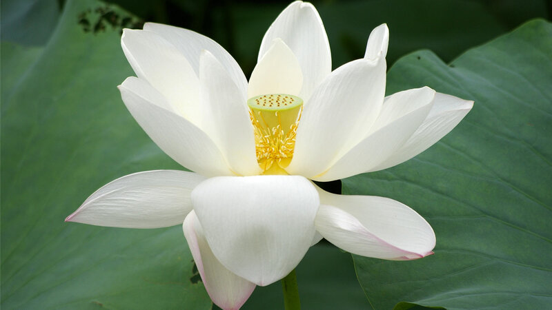 White Lotus Flower — Serene, Summer, Photograph