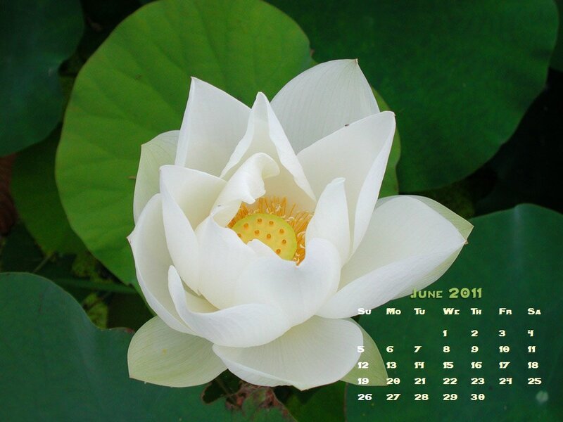 White Lotus Flower — Serene, Summer