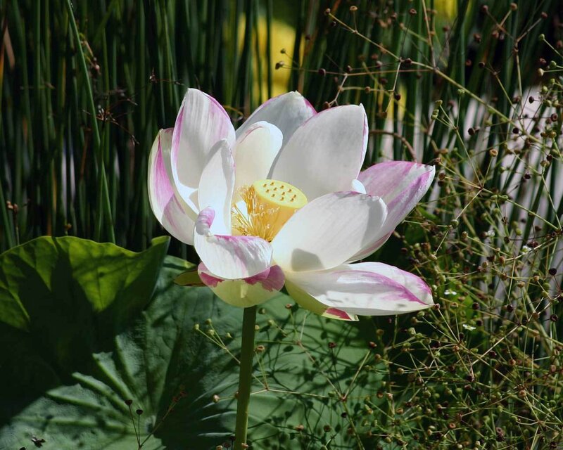 White Lotus Flower — Serene