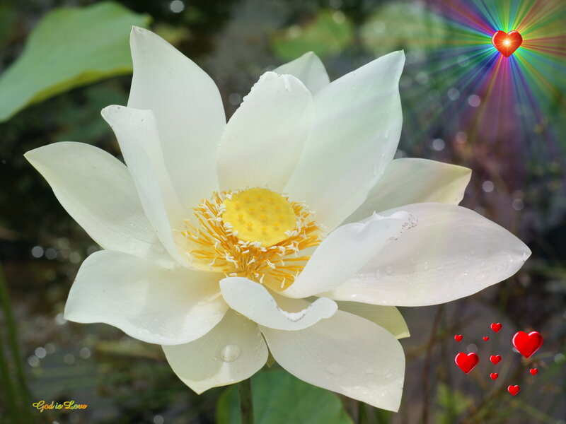 White lotus flower with heart