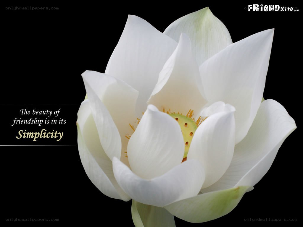 White lotus flower with quote