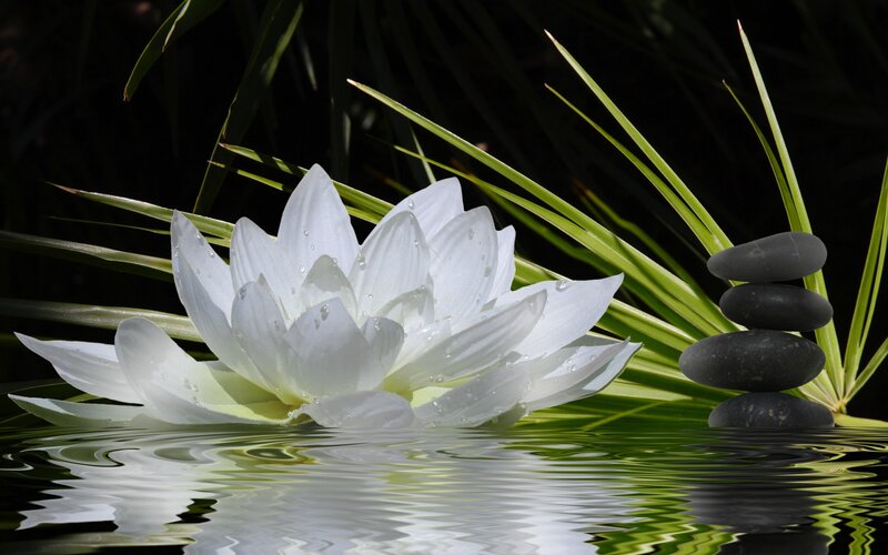 White lotus flower with stones