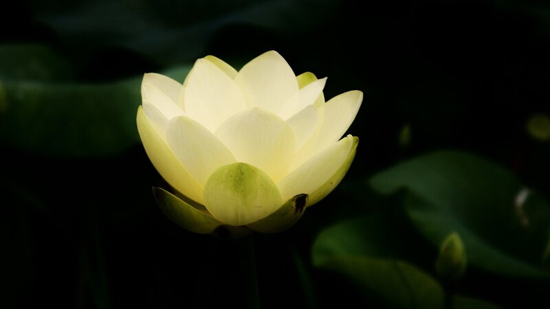 White Lotus Flower — Yellow