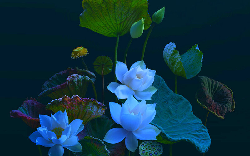 White Lotus Flowers — Blue, Serene, Night