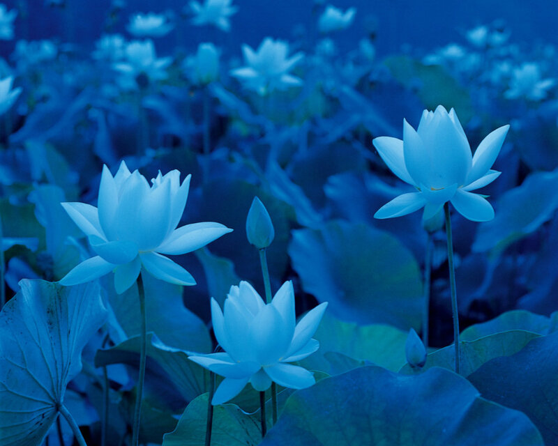 White Lotus Flowers — Blue, Serene