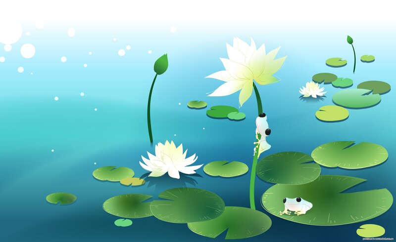 White Lotus Flowers — Blue
