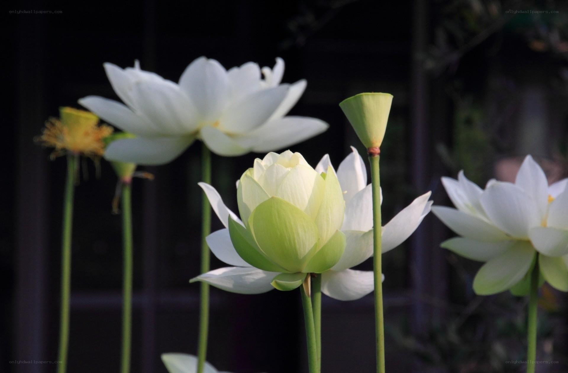White lotus flowers in bloom