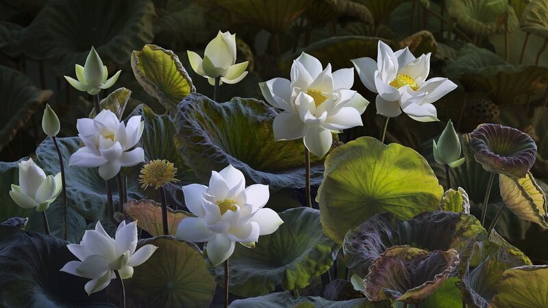 White Lotus Flowers — Serene, Afternoon