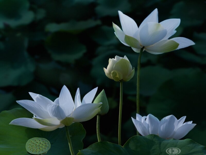 White Lotus Flowers — Serene, Night