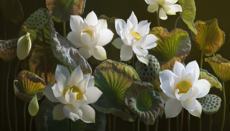 White Lotus Flowers — Serene