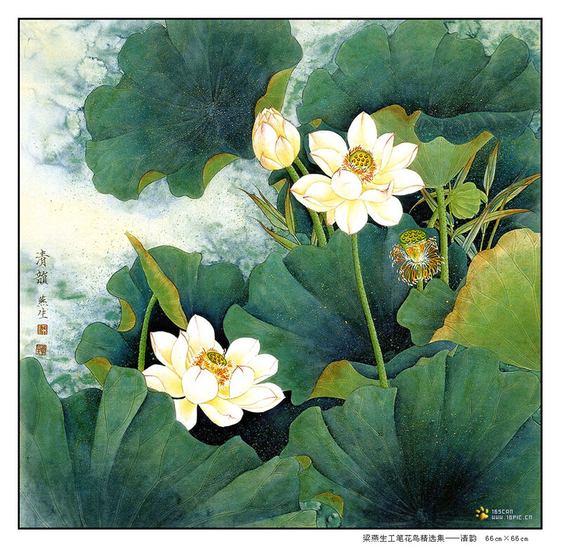White Lotus Flowers