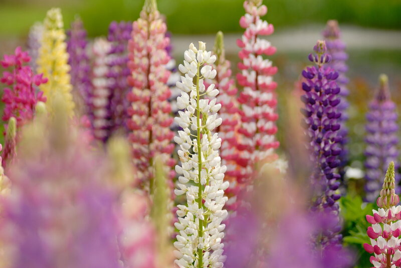 White Lupine Flower