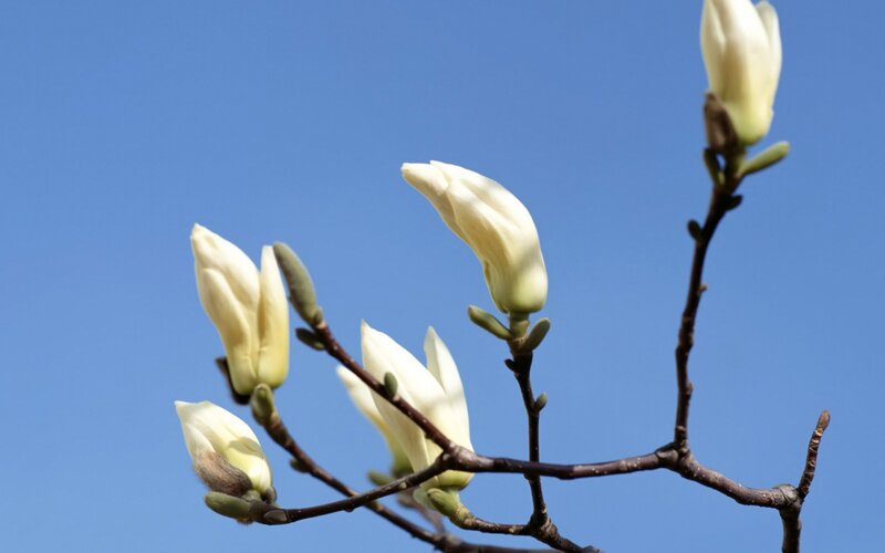 White magnolia blossoms against blue sky