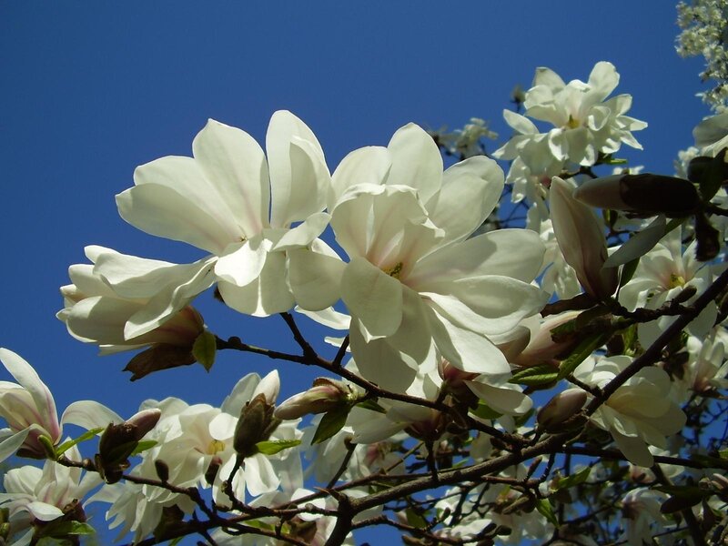 White magnolia blossoms against blue sky