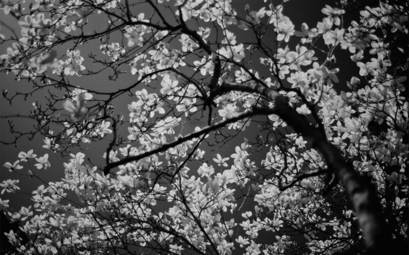 White Magnolia Blossoms — Black
