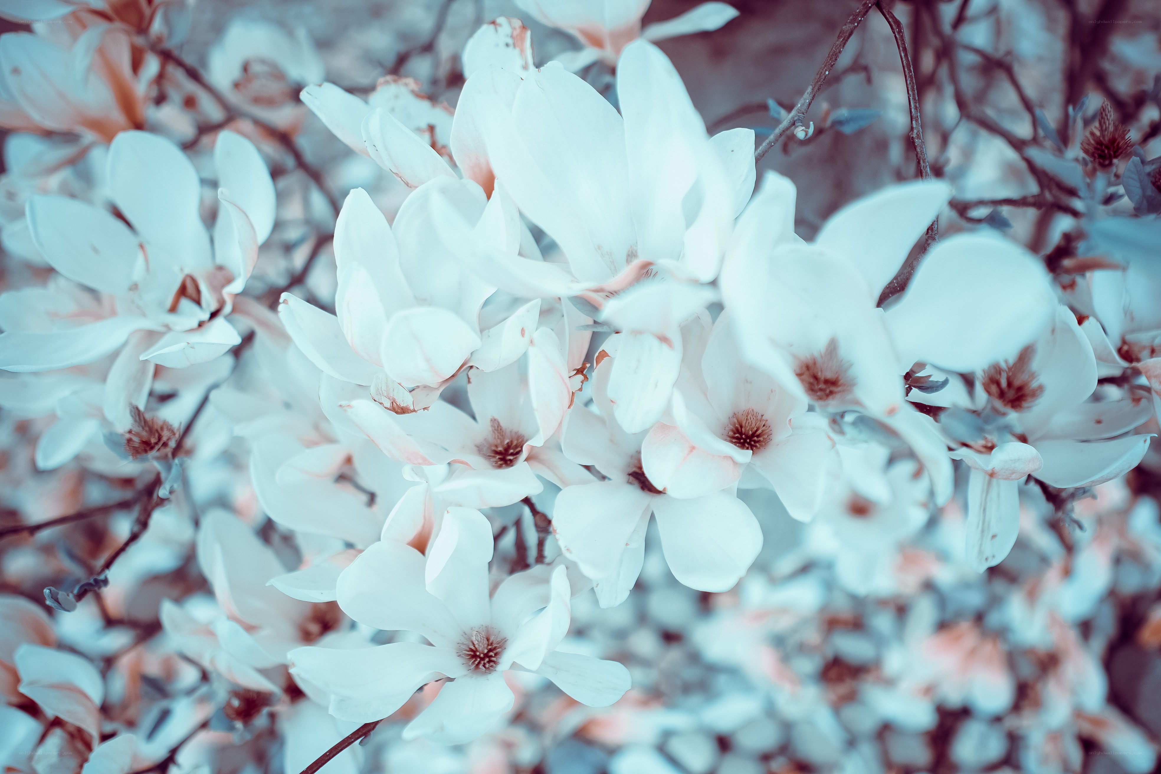 white magnolia blossoms in bloom