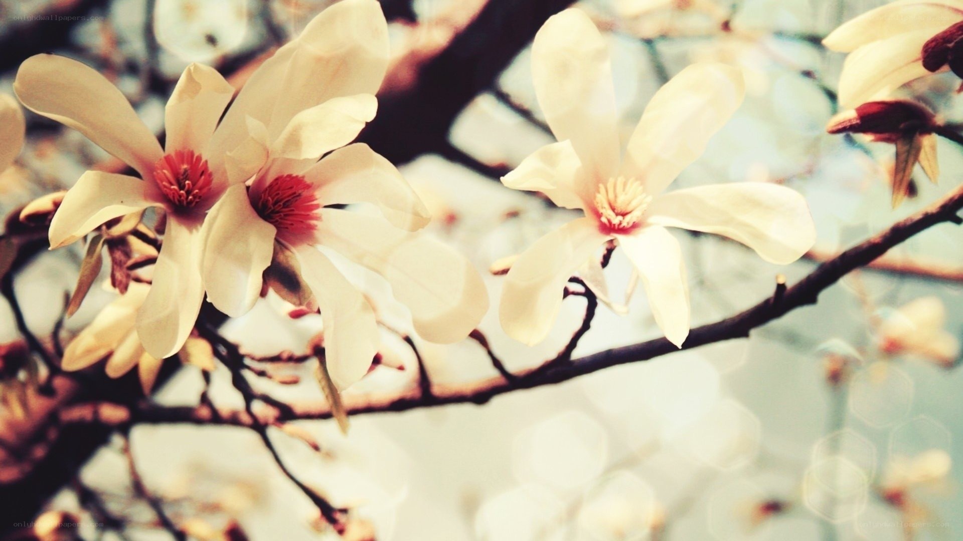 White magnolia blossoms in spring