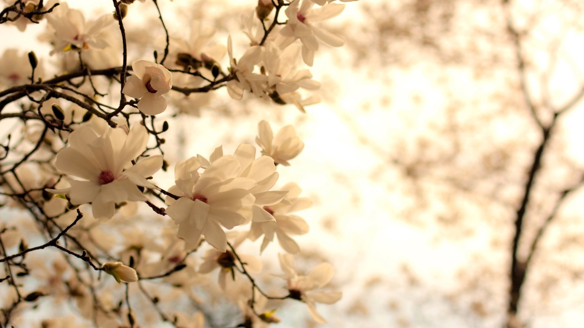 White magnolia blossoms in spring