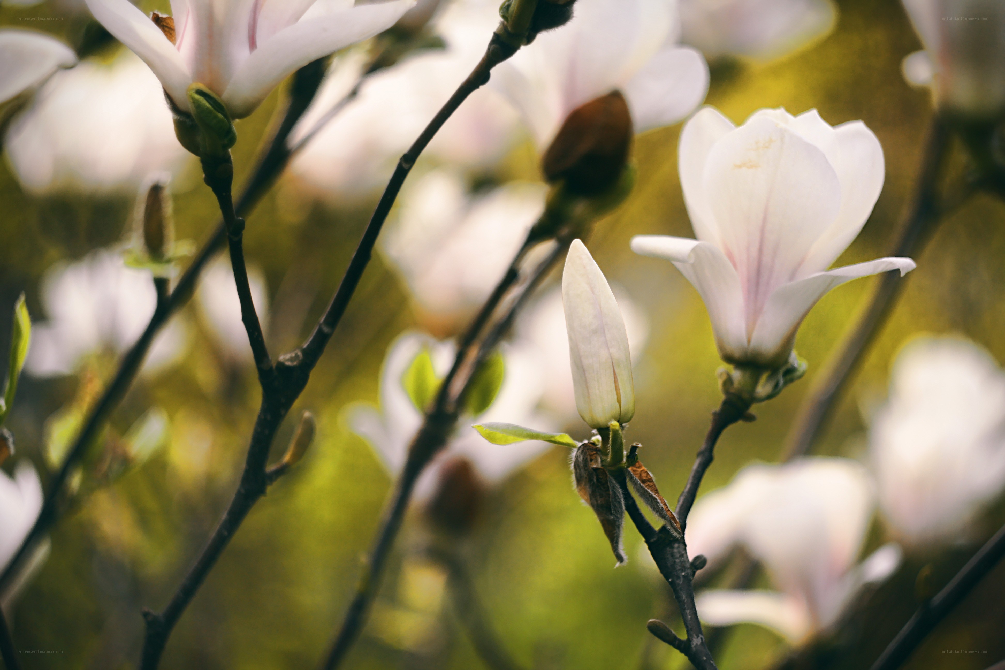White magnolia blossoms in spring