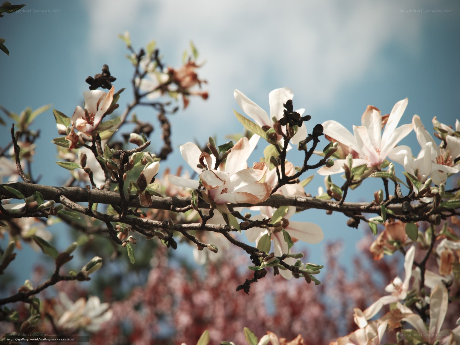 White magnolia blossoms in spring