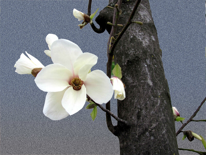 White magnolia blossoms on a tree
