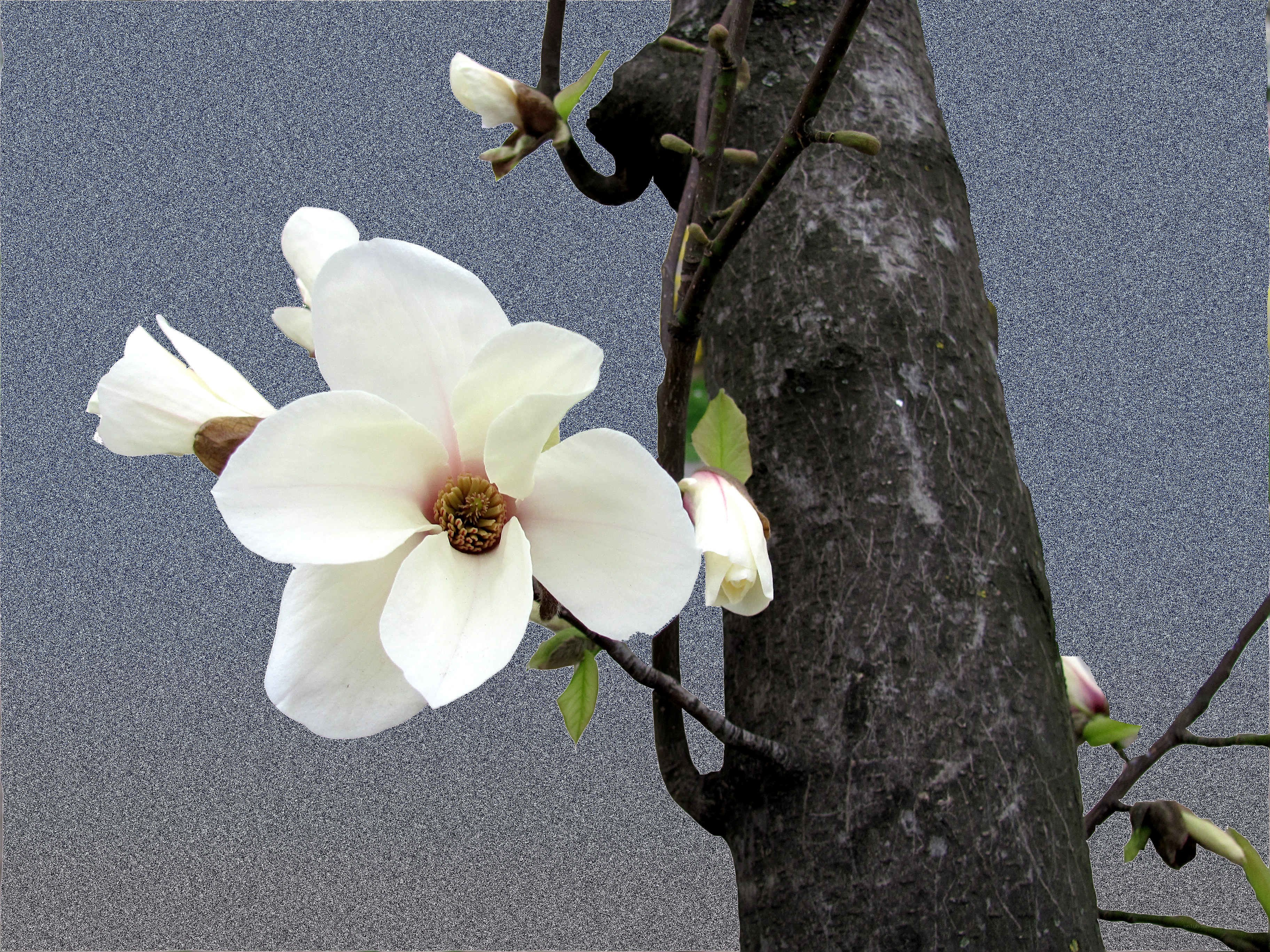 White magnolia blossoms on a tree