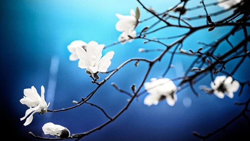 white magnolia blossoms on blue