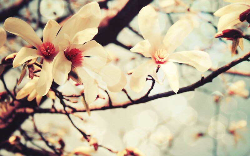 white magnolia blossoms on branch
