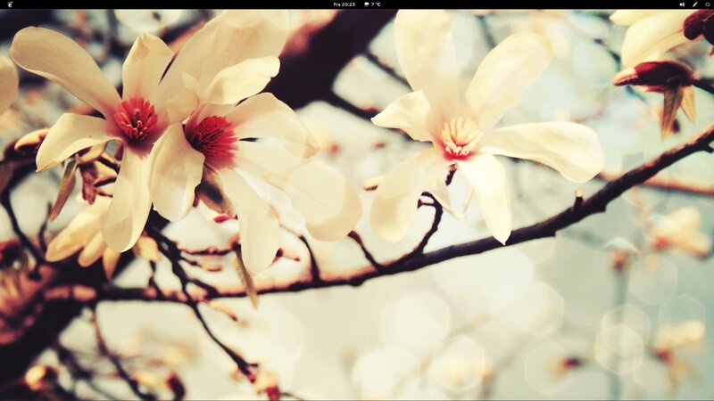 white magnolia blossoms on branch
