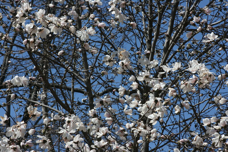White magnolia blossoms on branches