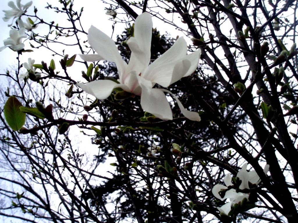 white magnolia blossoms on branches