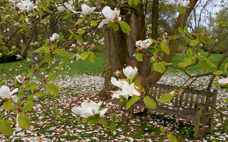 White Magnolia Blossoms — Serene, Spring, Photograph, Bench