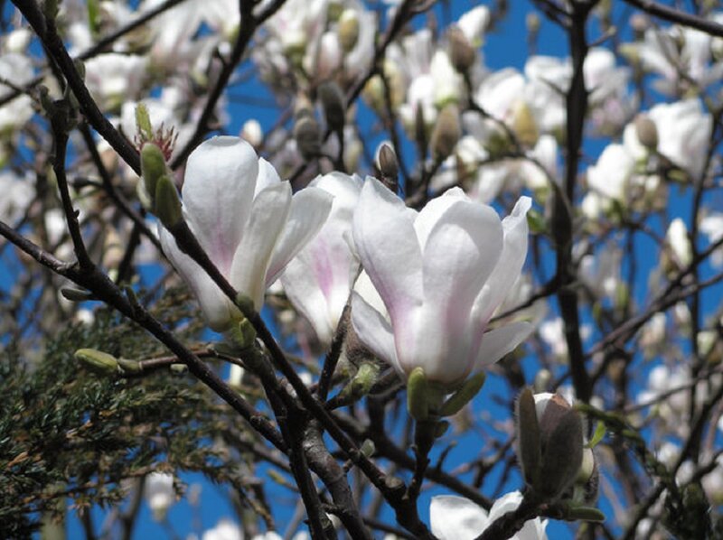 White Magnolia Blossoms — Serene, Spring, Photograph, Branches, Buds, Sky