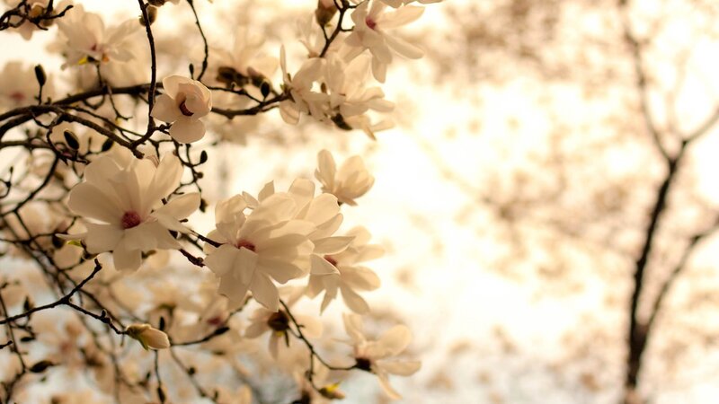 White Magnolia Blossoms — Serene, Spring, Photograph, Branches, Buds, Sunlight