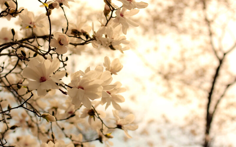 White Magnolia Blossoms — Serene, Spring, Photograph, Branches, Buds
