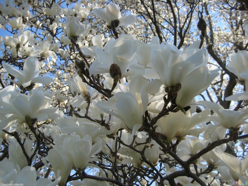 White Magnolia Blossoms — Serene, Spring, Photograph, Branches, Sky