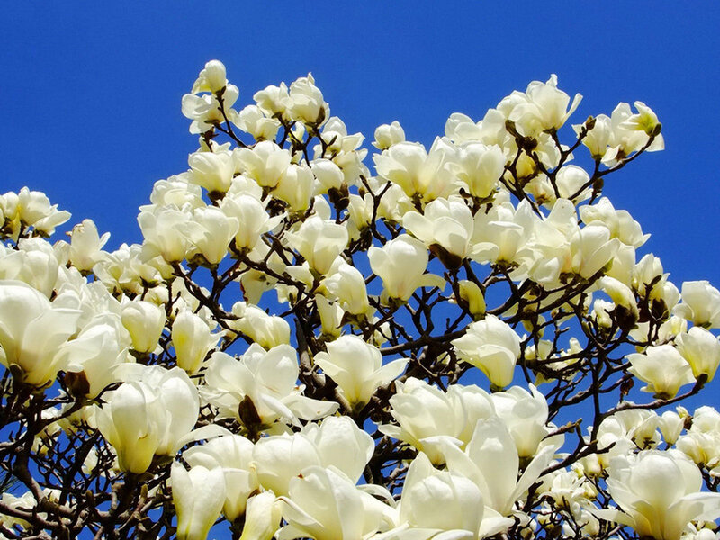 White Magnolia Blossoms — Serene, Spring, Photograph, Branches