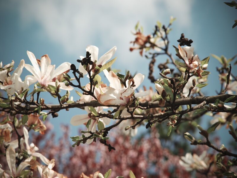White Magnolia Blossoms — Serene, Spring, Photograph