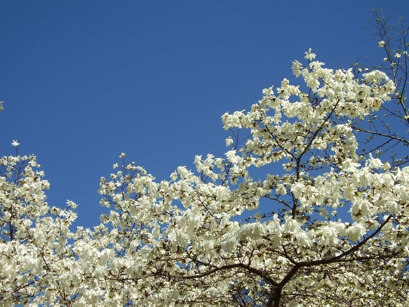 White Magnolia Blossoms — Serene, Spring, Photograph, Tree