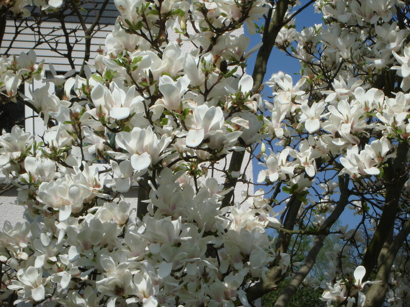 White Magnolia Blossoms — Serene, Spring